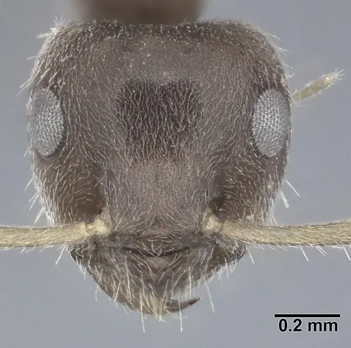 Lasius grandis specimen