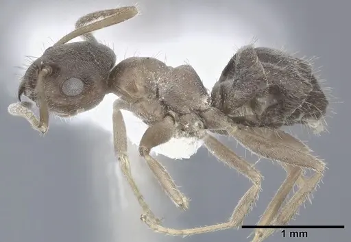 Lasius grandis specimen