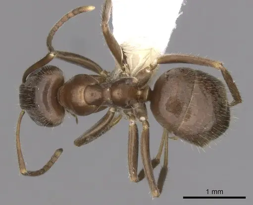 Lasius grandis - CASENT0280449