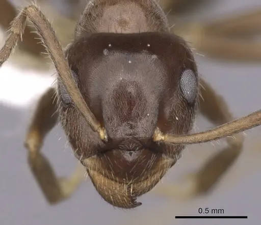 Lasius grandis - CASENT0280449