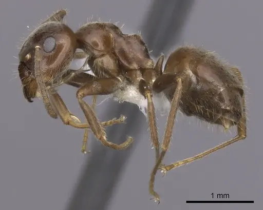 Lasius grandis - CASENT0280449