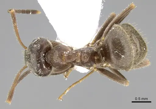 Lasius grandis - CASENT0906079