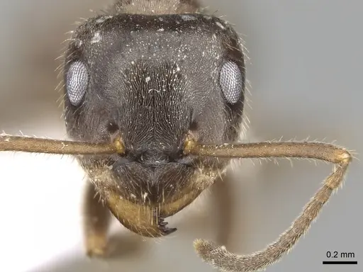 Lasius grandis - CASENT0906079