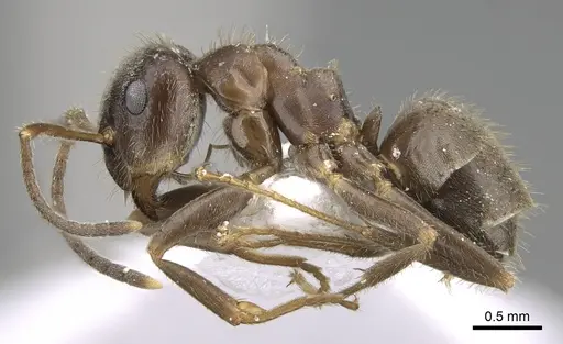 Lasius grandis - CASENT0906079