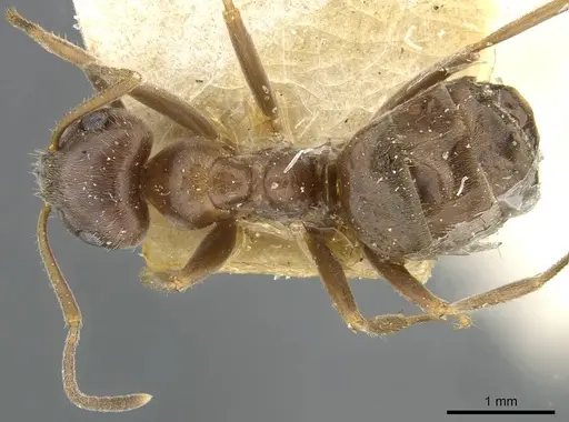 Lasius grandis - CASENT0911047