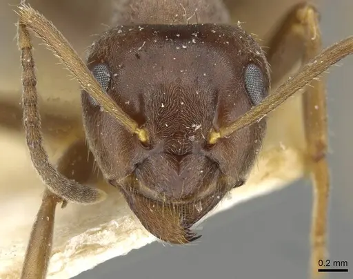 Lasius grandis - CASENT0911047