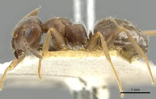Lasius grandis - CASENT0911047