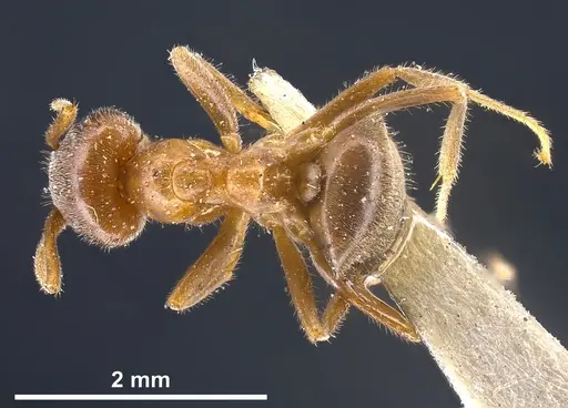 Lasius hayashi specimen