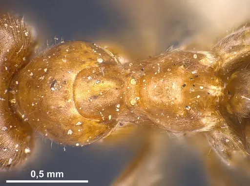 Lasius hayashi specimen