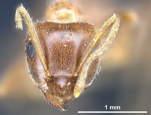 Lasius hayashi specimen