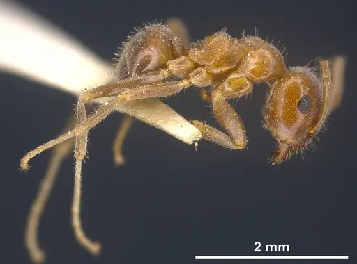 Lasius hayashi - ANTWEB1041269
