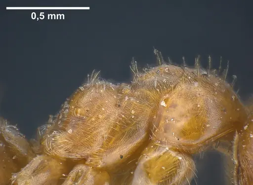 Lasius hayashi - ANTWEB1041269