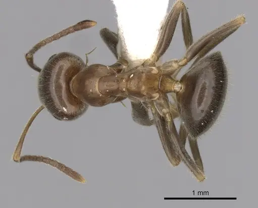 Lasius hayashi - CASENT0280448