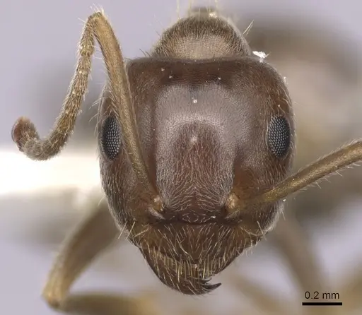 Lasius hayashi - CASENT0280448