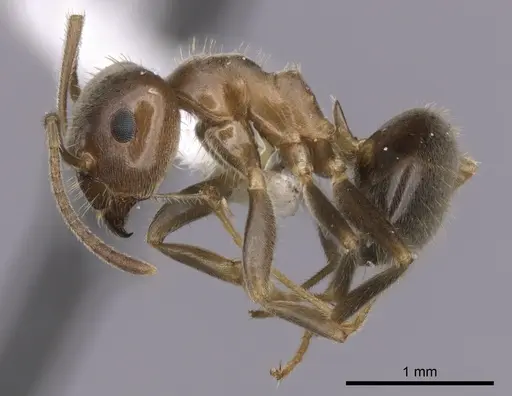 Lasius hayashi - CASENT0280448
