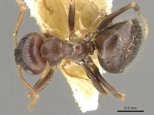 Lasius himalayanus specimen