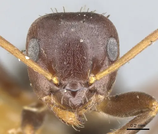 Lasius himalayanus specimen