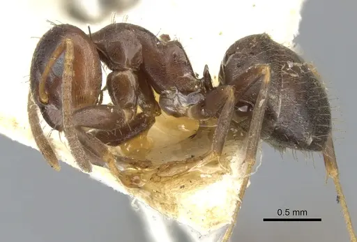 Lasius himalayanus specimen