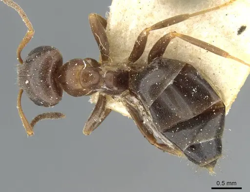 Lasius himalayanus - CASENT0911043