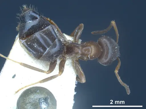 Lasius himalayanus - CASENT0911043