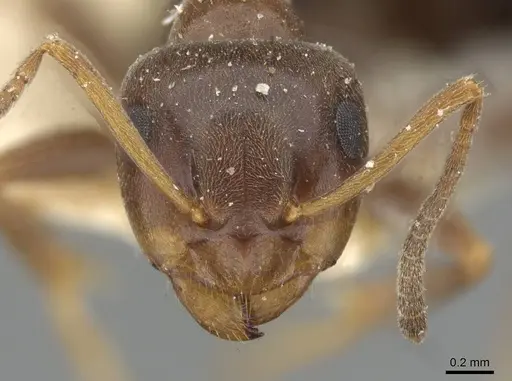 Lasius himalayanus - CASENT0911043