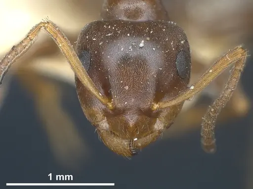 Lasius himalayanus - CASENT0911043