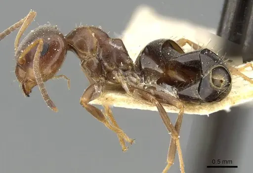 Lasius himalayanus - CASENT0911043