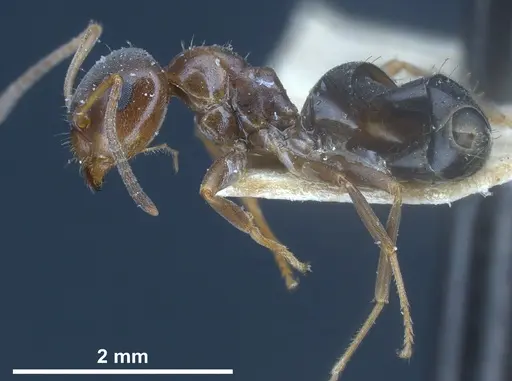 Lasius himalayanus - CASENT0911043