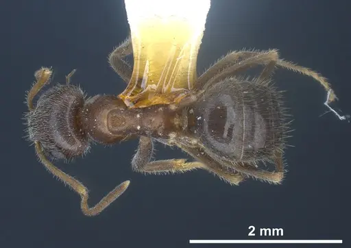 Lasius hirsutus specimen