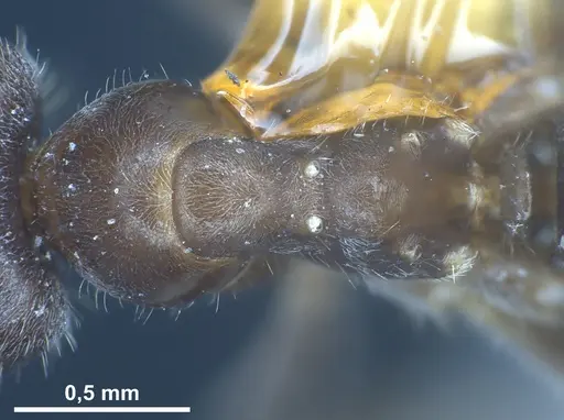 Lasius hirsutus specimen