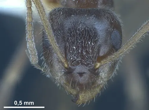 Lasius hirsutus specimen