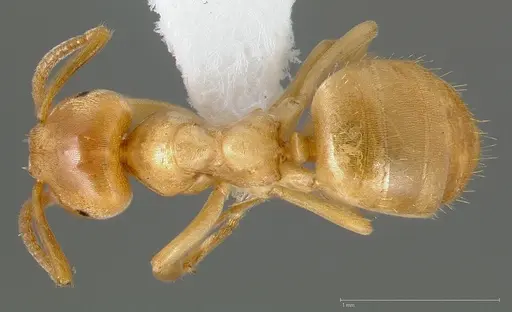 Lasius humilis specimen