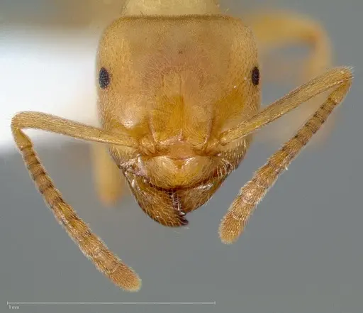 Lasius humilis specimen