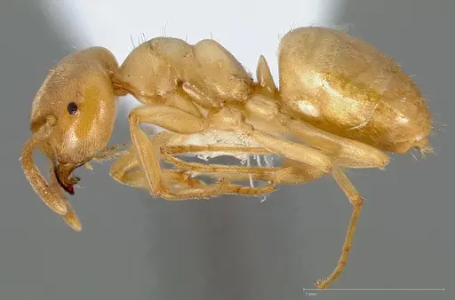 Lasius humilis specimen