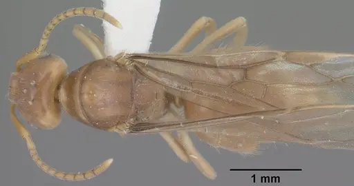 Lasius humilis - CASENT0102803