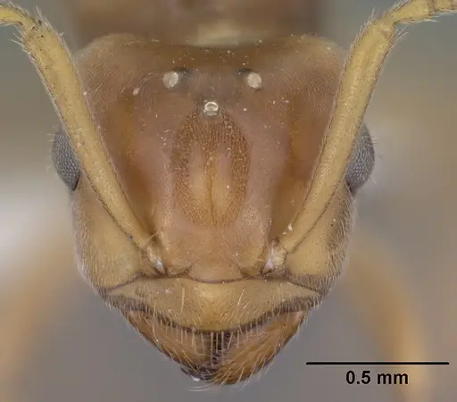 Lasius humilis - CASENT0102803