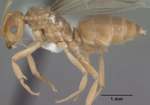 Lasius humilis - CASENT0102803