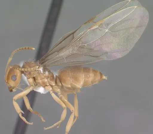 Lasius humilis - CASENT0102803