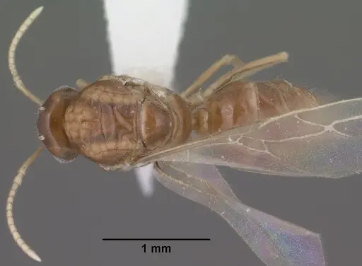 Lasius humilis - CASENT0102804