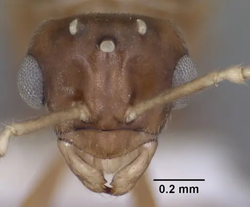 Lasius humilis - CASENT0102804