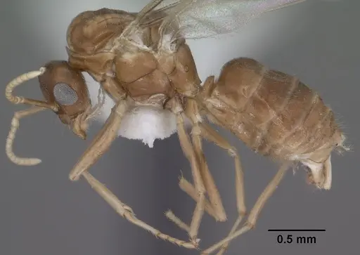 Lasius humilis - CASENT0102804