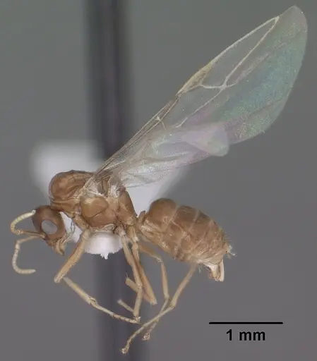 Lasius humilis - CASENT0102804