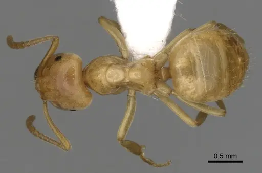 Lasius humilis - CASENT0280462