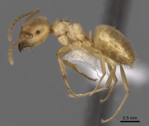 Lasius humilis - CASENT0280462