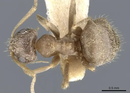 Lasius illyricus specimen