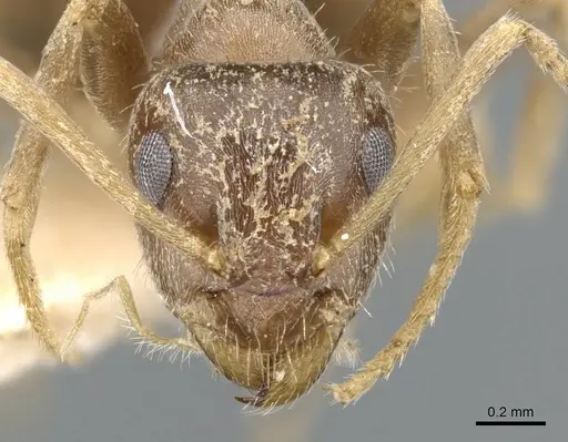 Lasius illyricus specimen