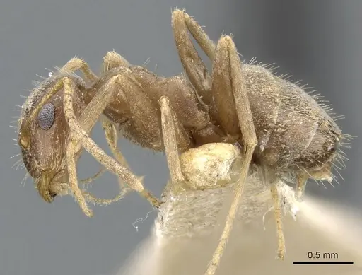 Lasius illyricus specimen