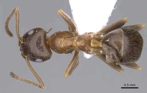 Lasius illyricus - CASENT0914255