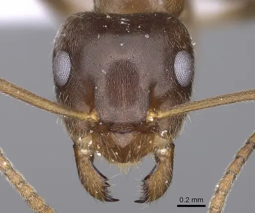 Lasius illyricus - CASENT0914255