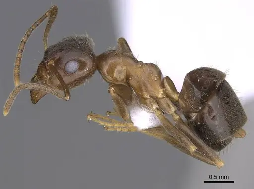 Lasius illyricus - CASENT0914255
